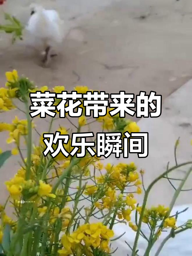 一束菜花引发的惊喜表情大赏,看看谁最开心!