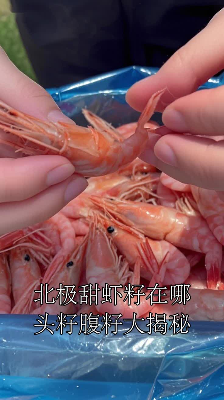 北极甜虾籽在哪头籽腹籽大揭秘