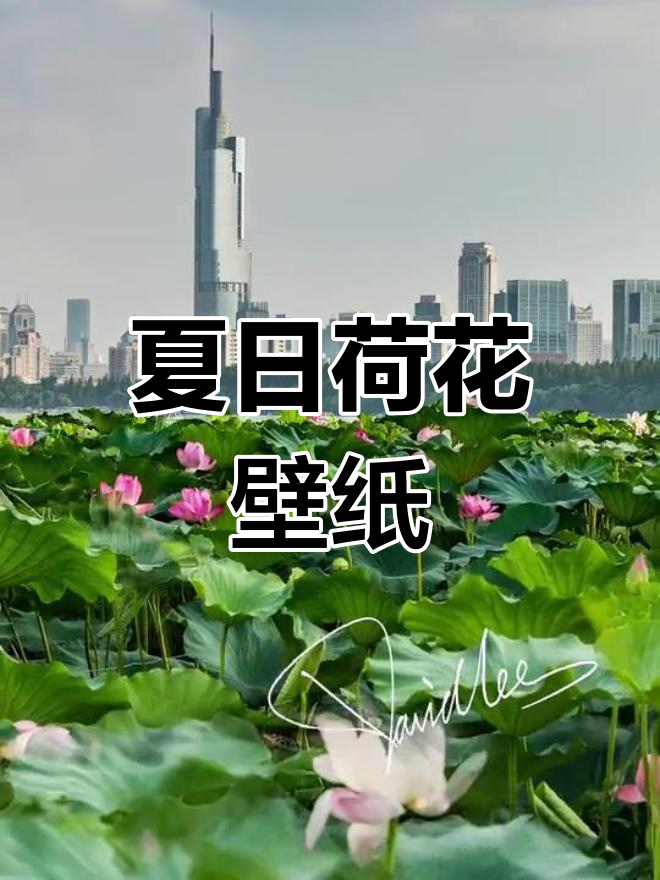 玄武湖荷花盛开,动态壁纸送上,记得点个赞哦!