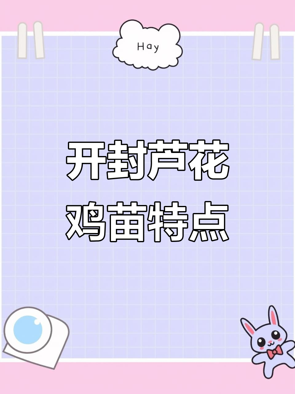 河南开封芦花鸡苗:毛色亮丽,肉质鲜美,适合家庭养殖