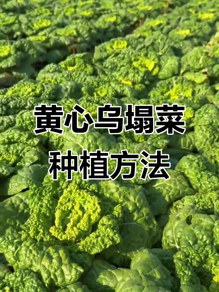 乌塌菜黄心菜的种植技巧与营养价值揭秘