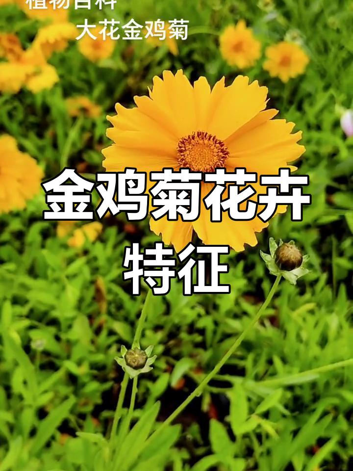 大花金鸡菊,多年生草本植物,叶片形态多样