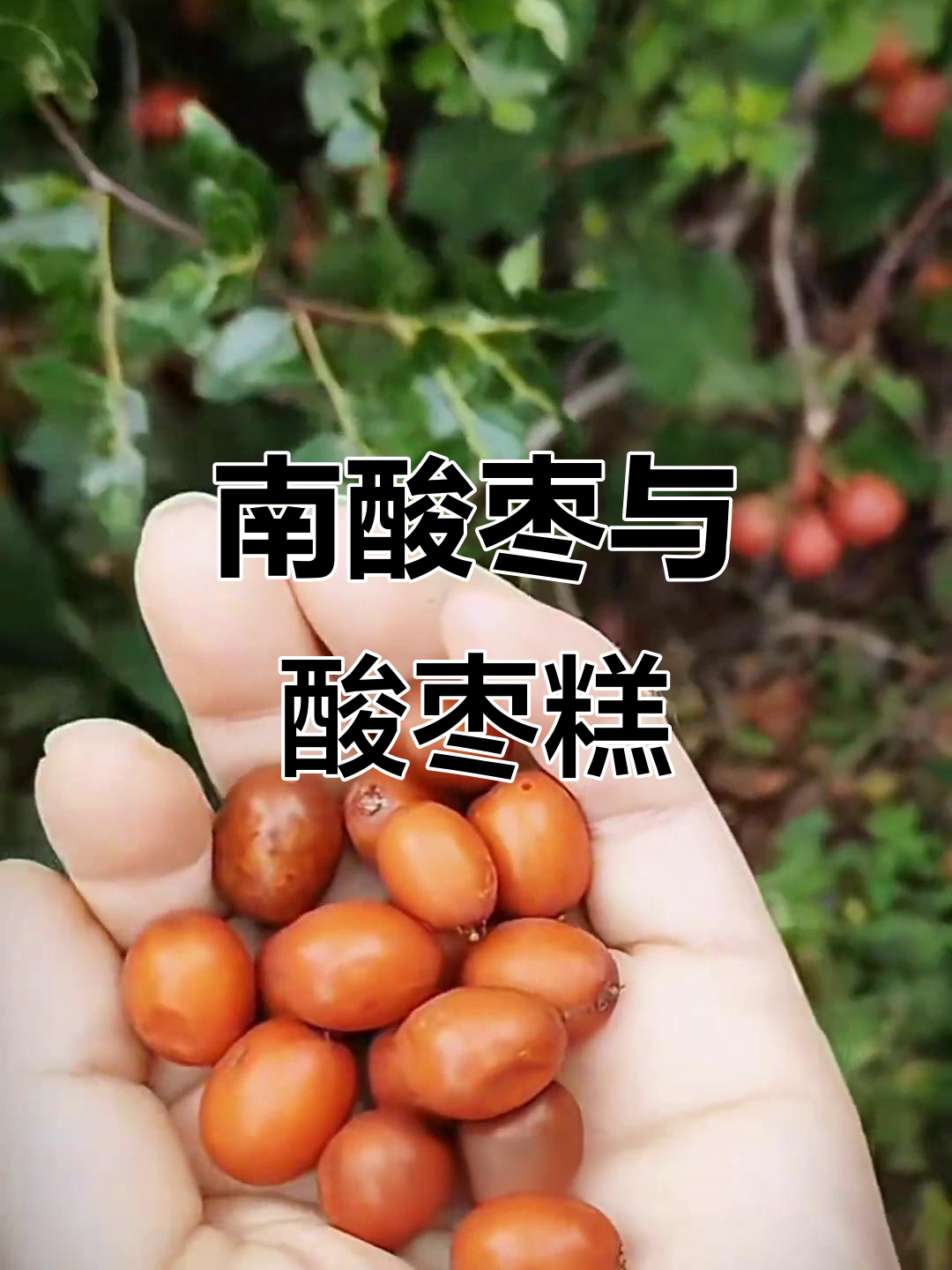 酸枣糕其实是南酸枣做的,南方特产鼻涕果