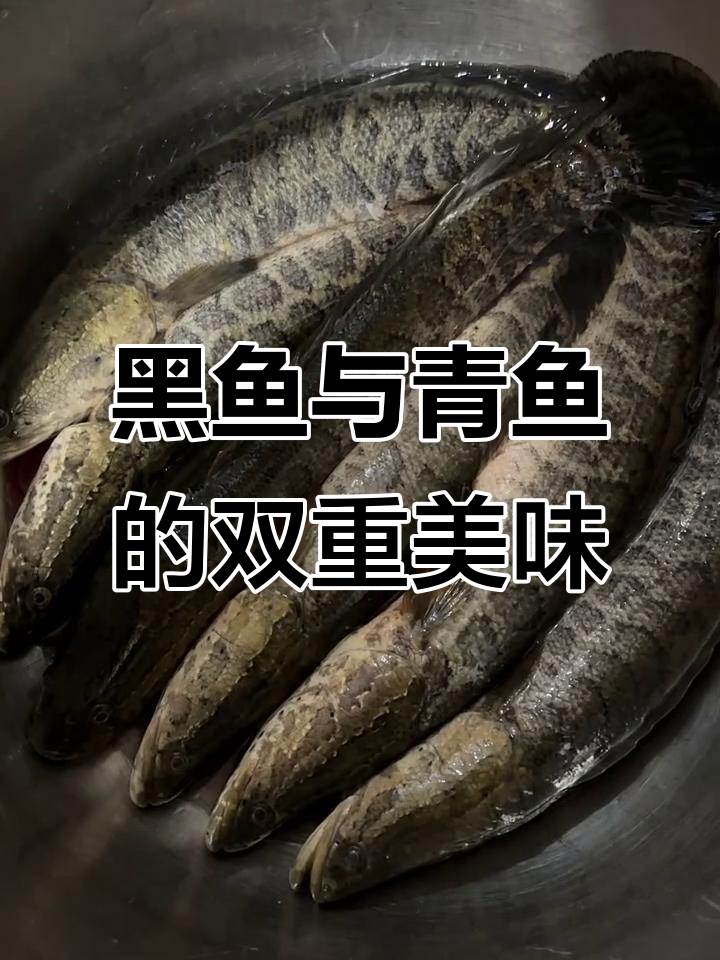 教你做黑鱼酱炖,青鱼生鱼片凉拌,记得关注哦!