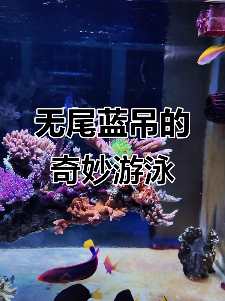 蓝吊鱼:没有尾巴也能游得快,看它们如何逆袭