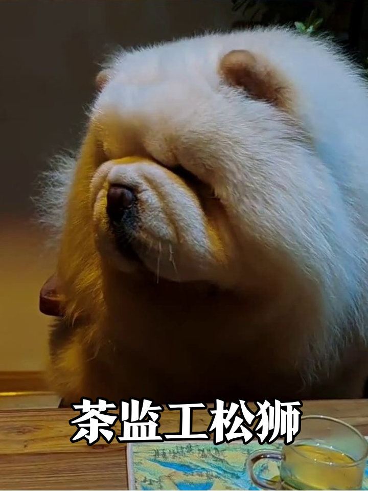 松狮犬当下午茶监工，倒茶少了还甩脸子，这小表情绝了
