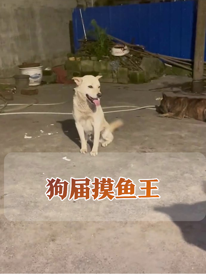 监工狗vs摸鱼狗,这对比也太真实了!