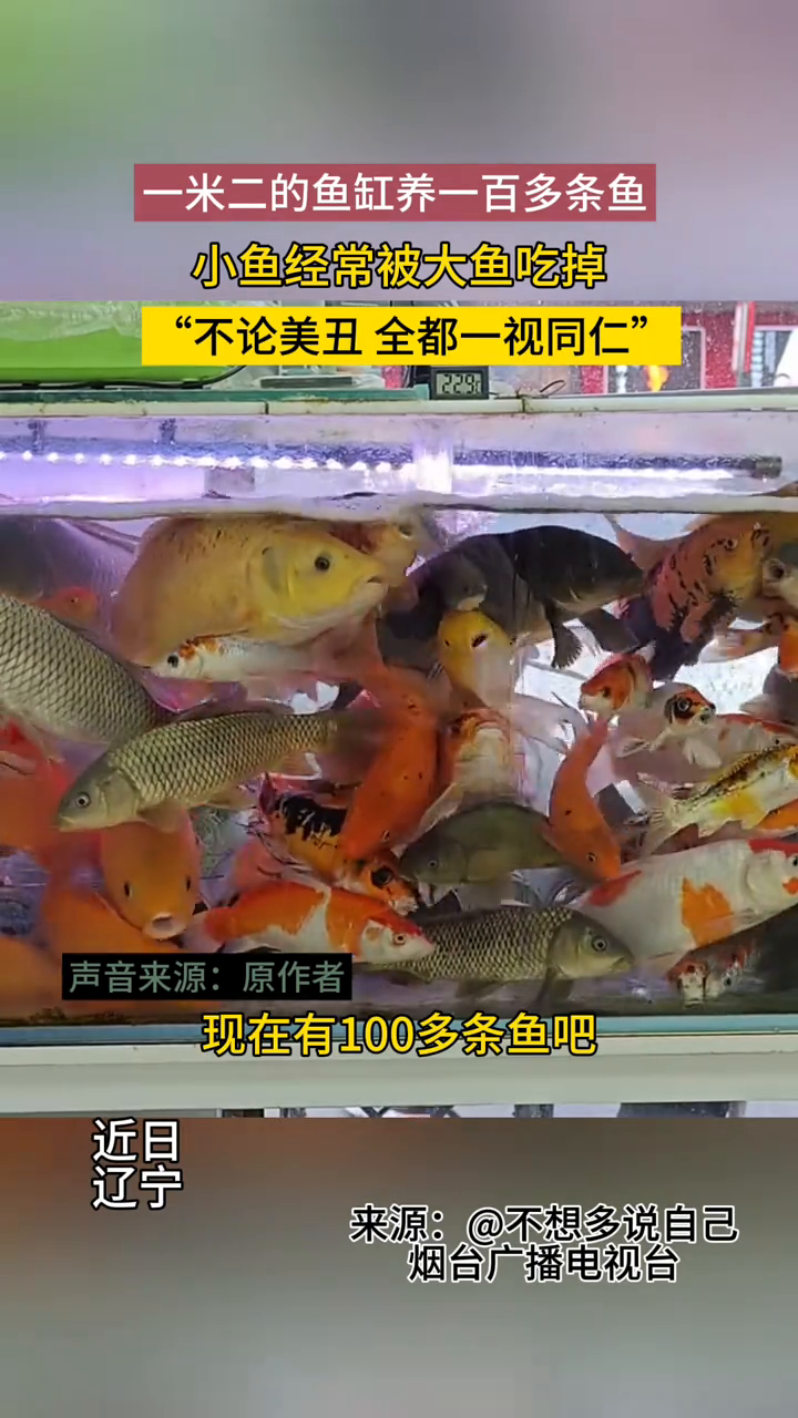 一米二的鱼缸养一百多条鱼,小鱼经常被大鱼吃掉