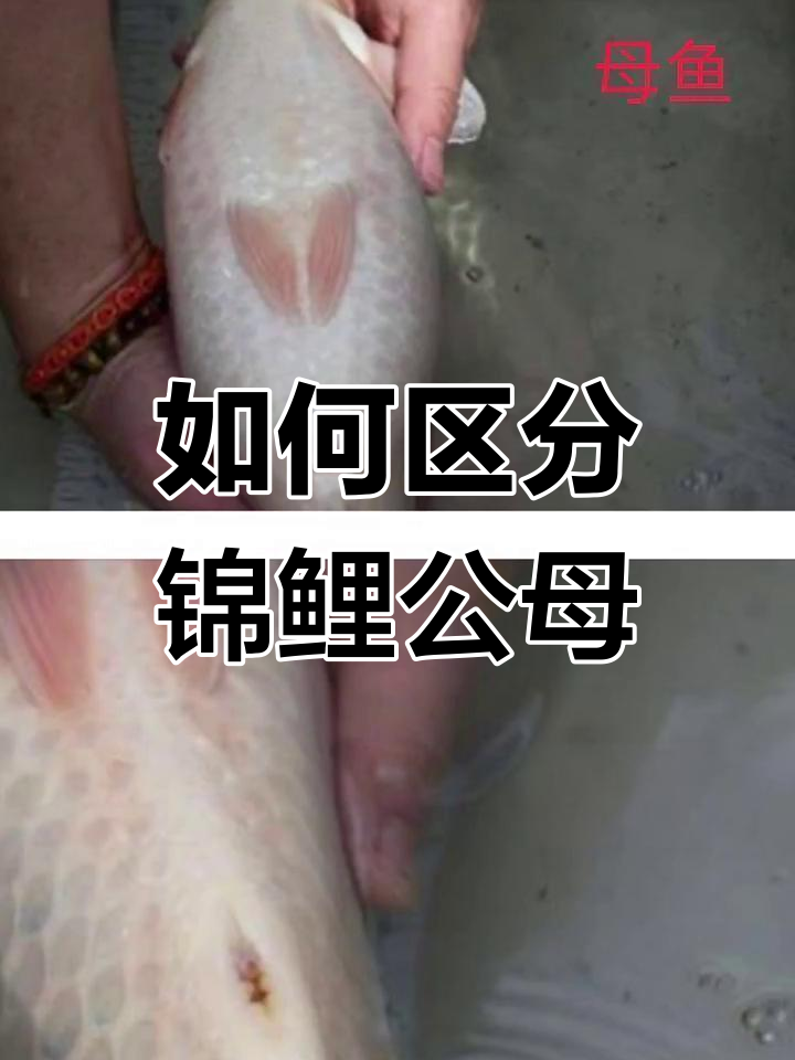锦鲤公母分辨全攻略,教你如何轻松辨别