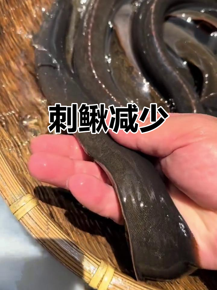 刺鳅曾常见，如今渐少，客家称它为“猪麻锯”
