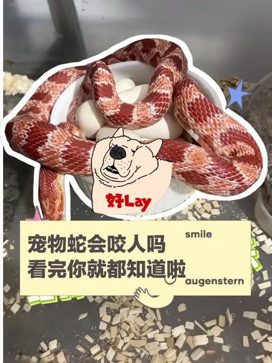 宠物蛇会咬人吗?看完你就懂啦 #爬宠 #宠物蛇 #玉米蛇 #volg日常 #守护镜头里的动