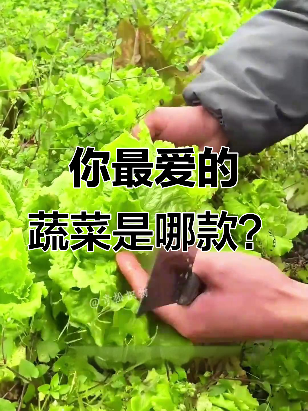 19种常见蔬菜大揭秘,看看你最爱吃哪种?