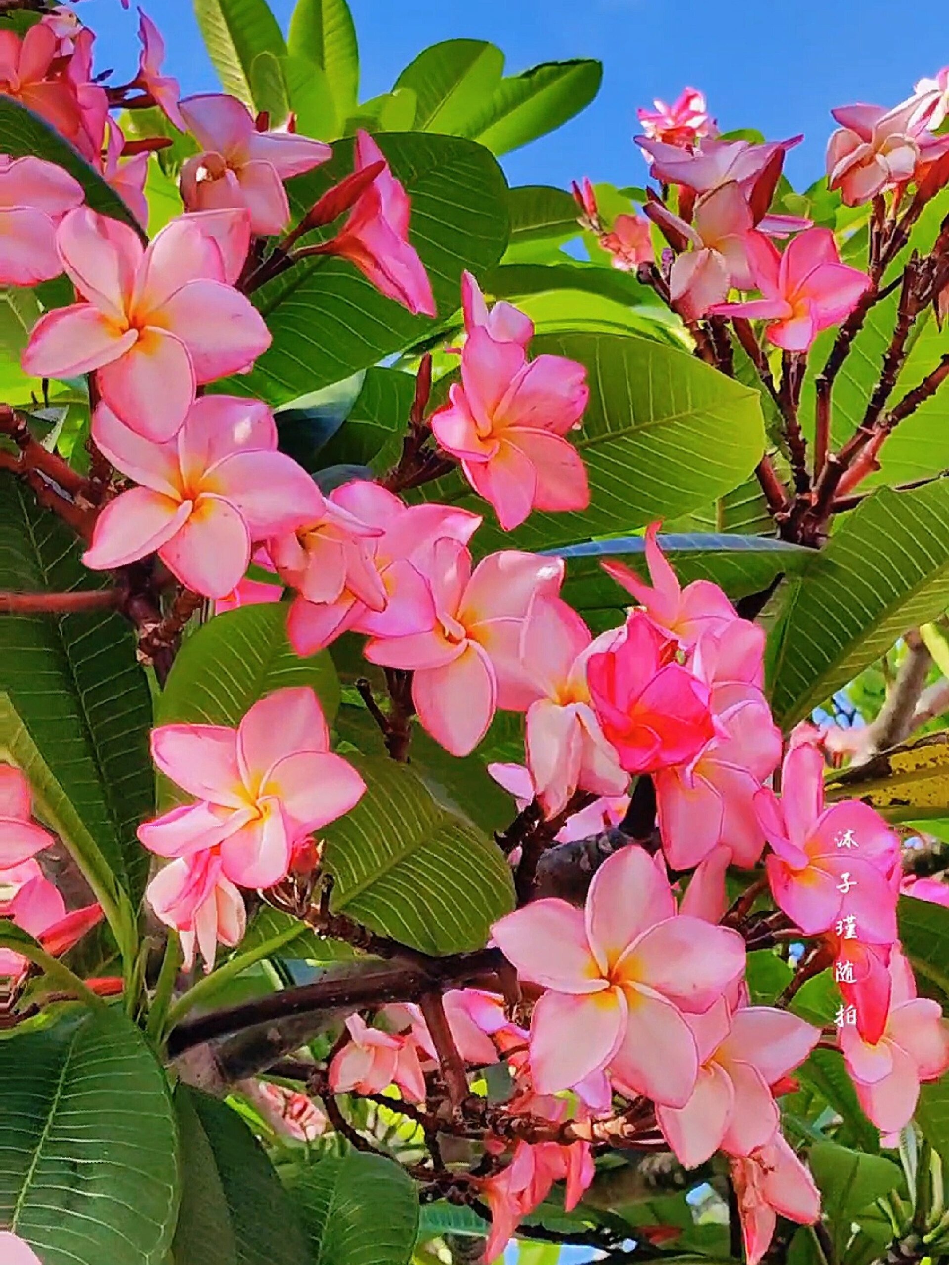 粉色鸡蛋花开很漂亮