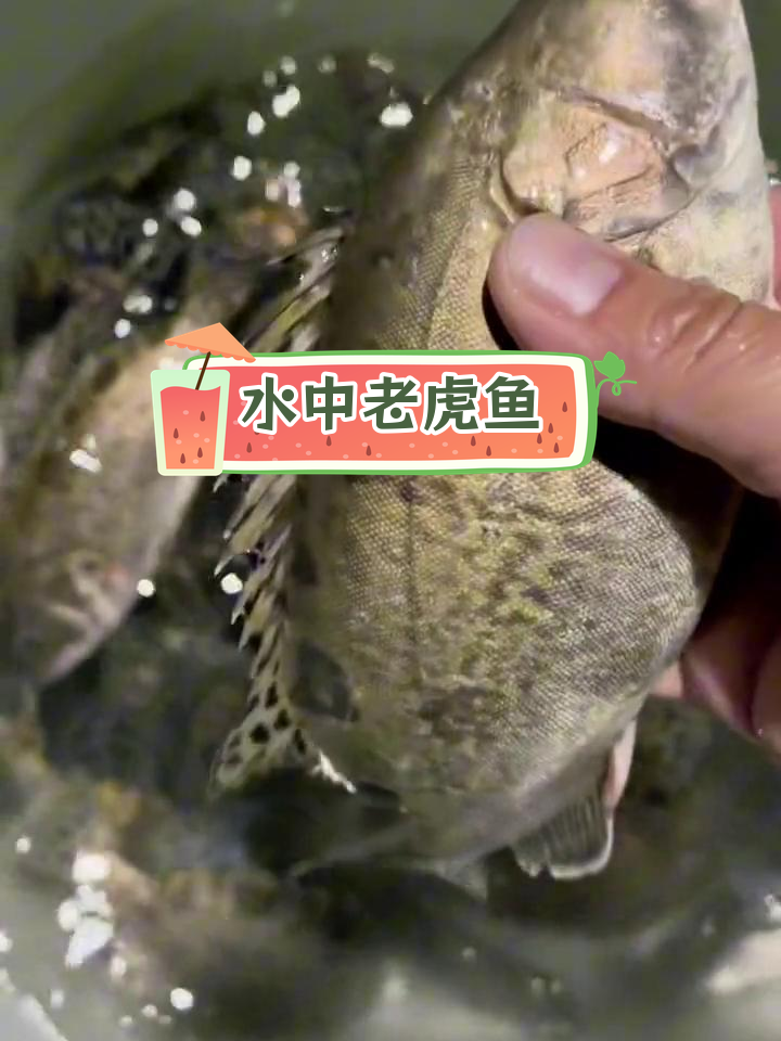 桂鱼:淡水中的肉食性霸主
