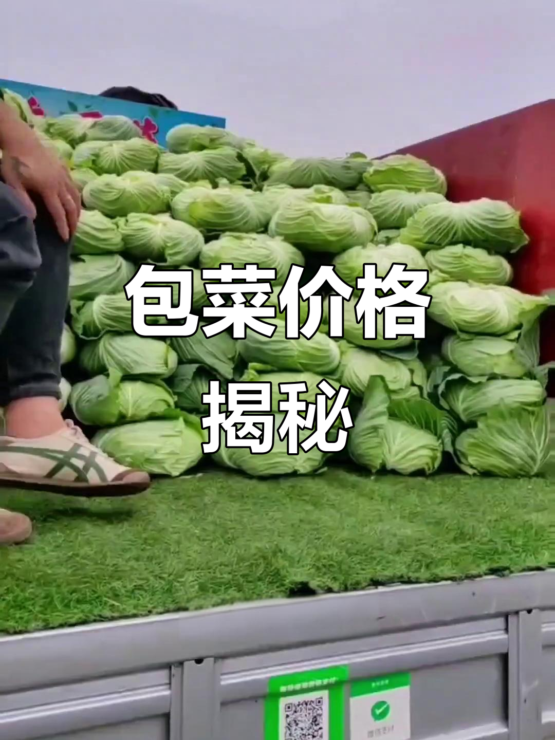 包菜价格差异大,品种不同决定一切!