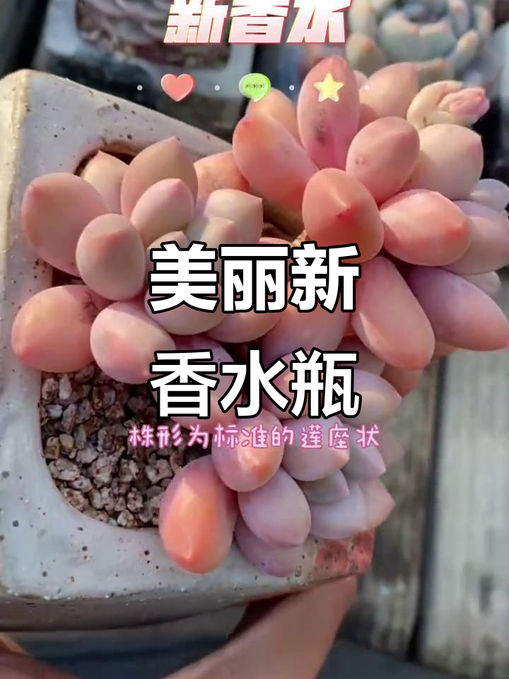 新香水多肉,叶片肥厚,阳光充足时色彩更艳丽