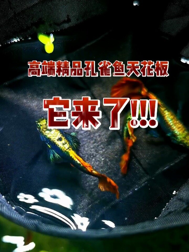 高端孔雀鱼天花板,99%鱼友没见过!