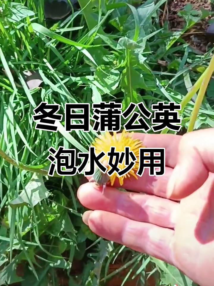 蒲公英的奇妙用途,冬季必备养生良方