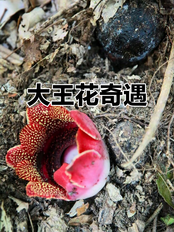 雨林中的奇迹,巨型花朵绽放,香气扑鼻,幸运才能遇见