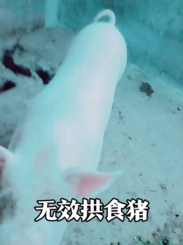 猪拱食像极了我努力搞钱——忙到飞起啥也没有