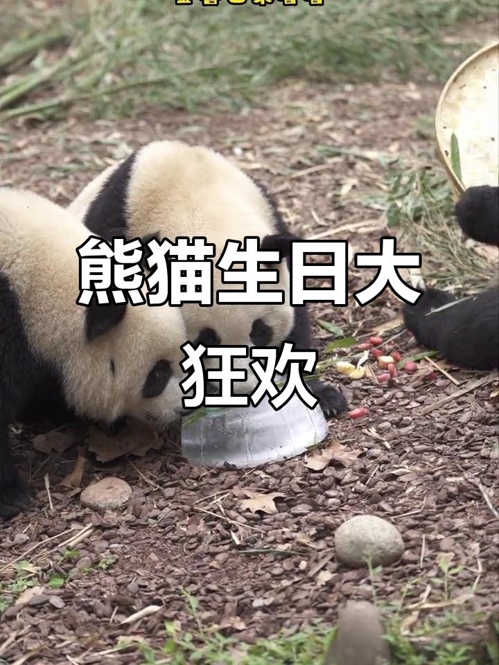 9月1日五只熊猫一起过生日,冰蛋糕苹果派对欢乐多