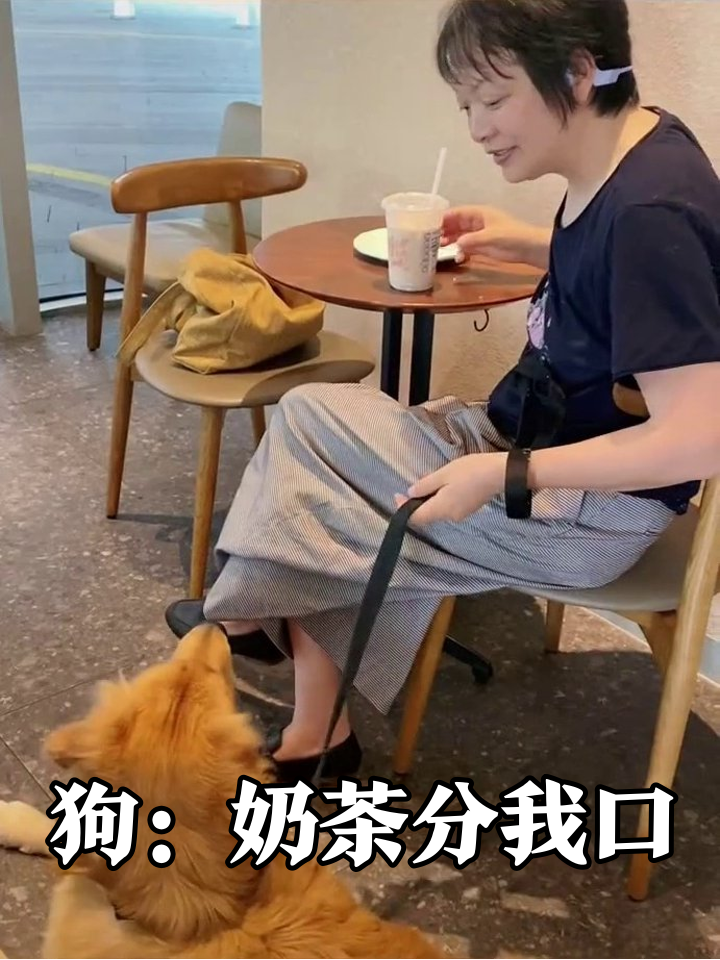 金毛为蹭奶茶疯狂示好,主人摸头像按快进键:摸了,没完全摸