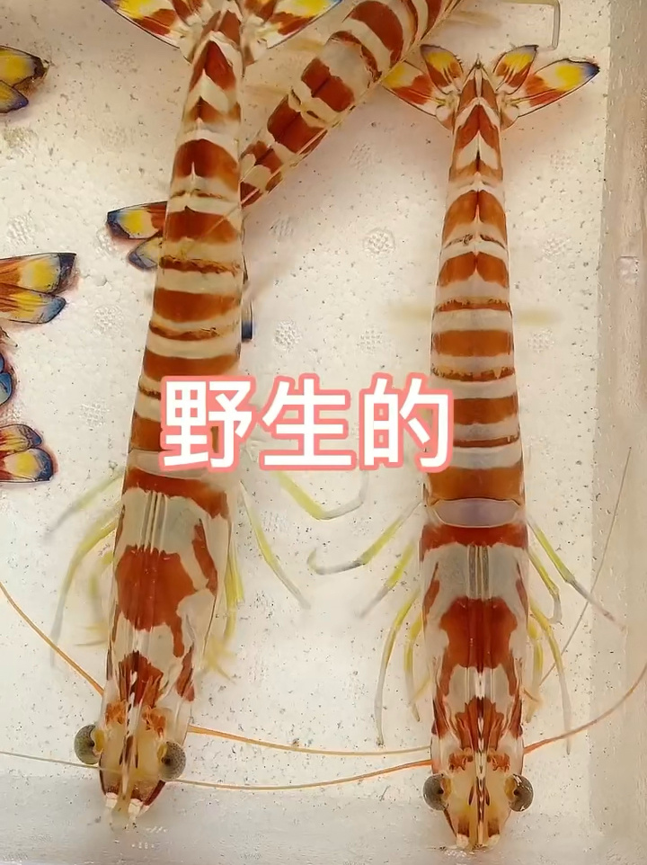教你看野生竹节虾和养殖竹节虾的区别