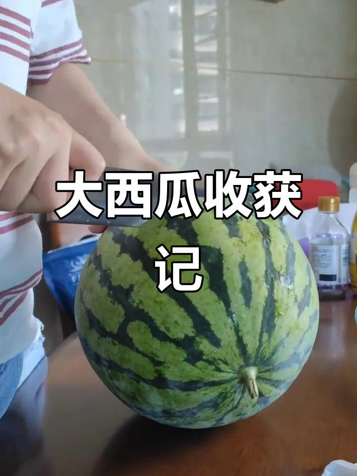亲手种出七斤大西瓜,九个之中独占鳌头!