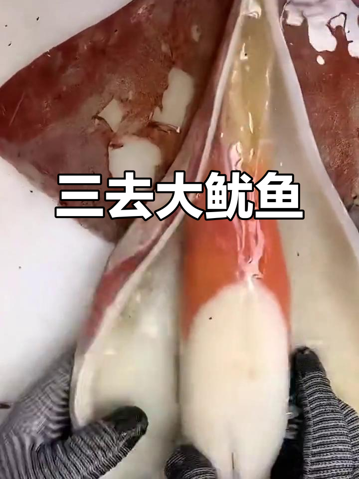 深海捕捞大鱿鱼,三去内脏清洗干净