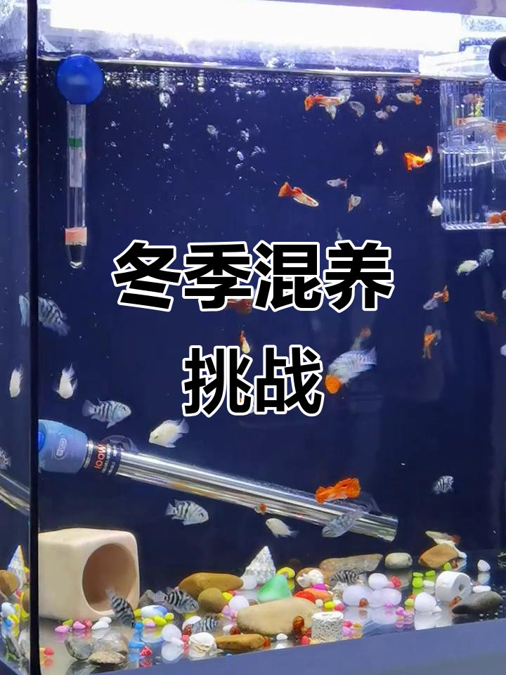 迷你鹦鹉与孔雀共处,冬天靠加热棒取暖,坚持到春天