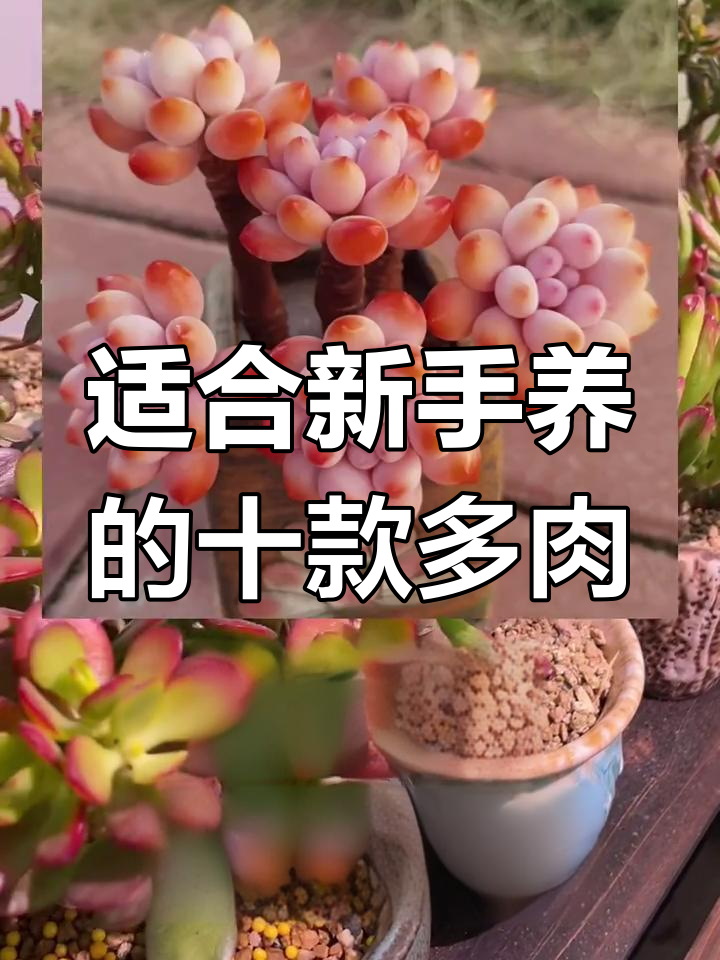新手必看!十大最适合养的多肉植物推荐