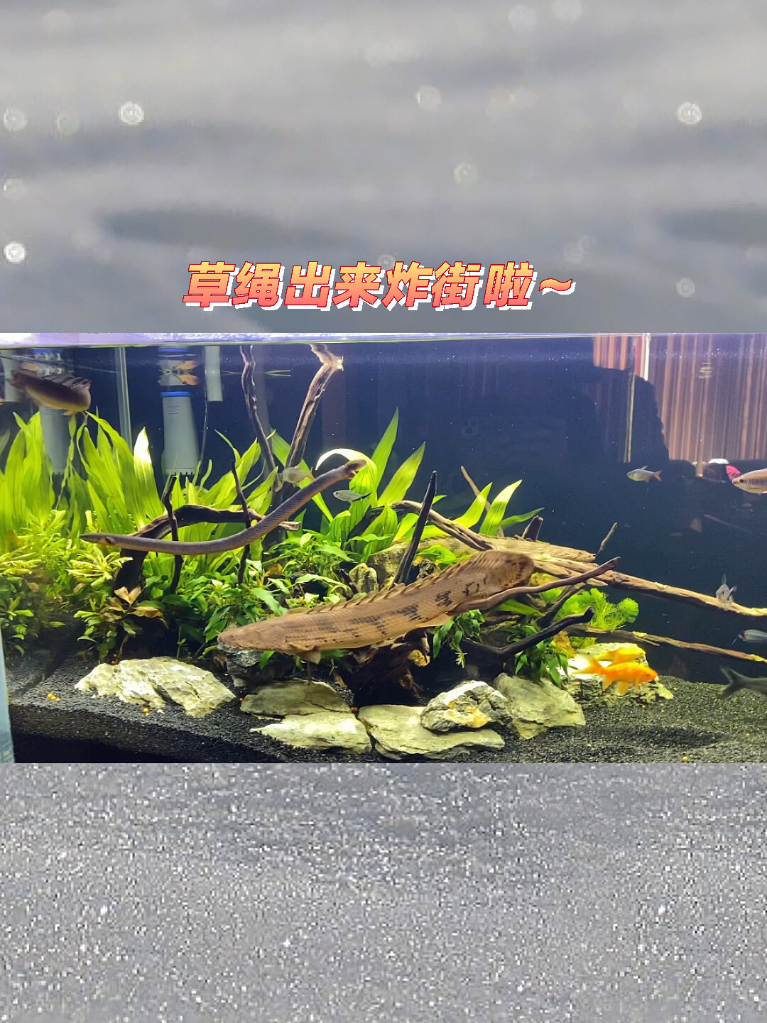 草绳恐龙出来炸街啦～