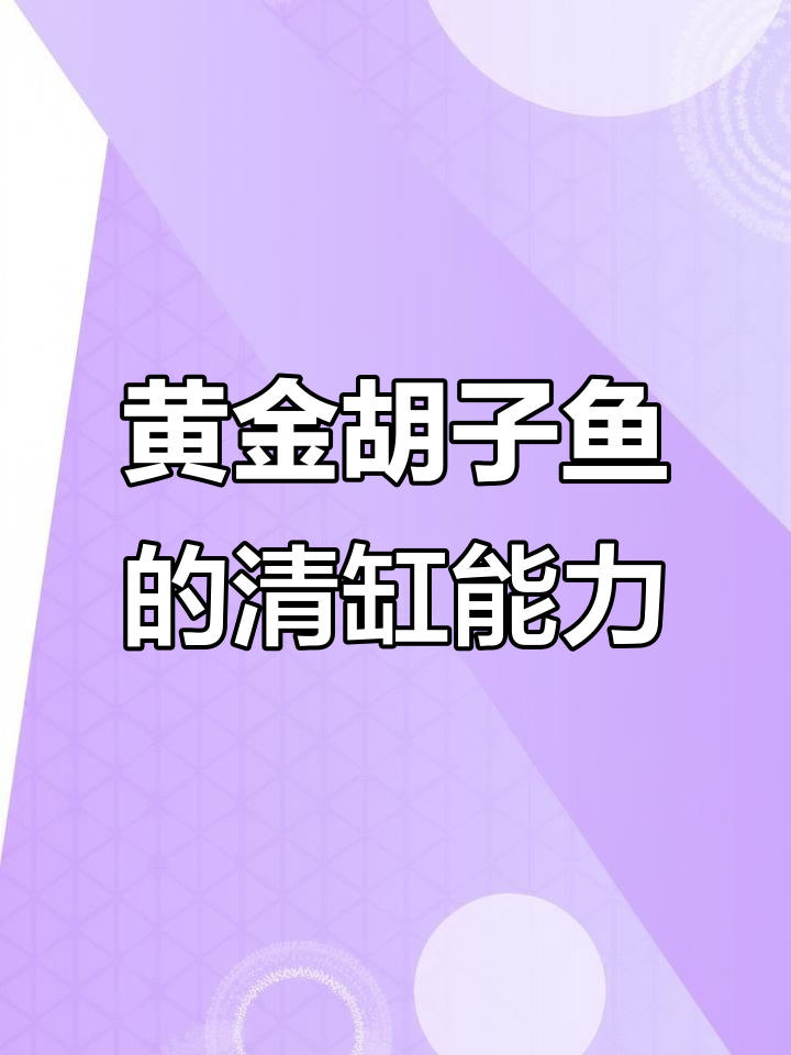 黄金胡子鱼:清洁工也能吃藻类,温和又勤劳