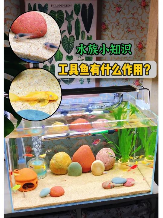 养热带小鱼的空气缸,工具鱼有什么作用?