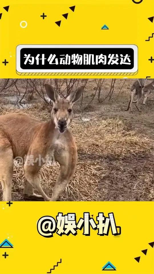 动物几乎不健身,怎么肌肉还那么发达啊