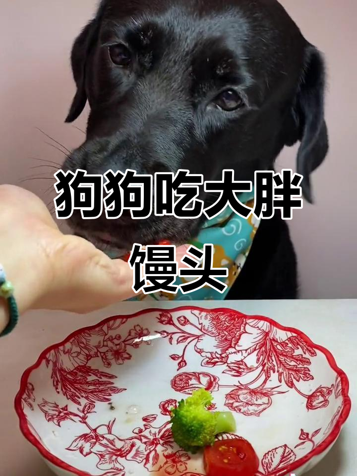 狗狗闻到中国汉堡包,表情太搞笑了!
