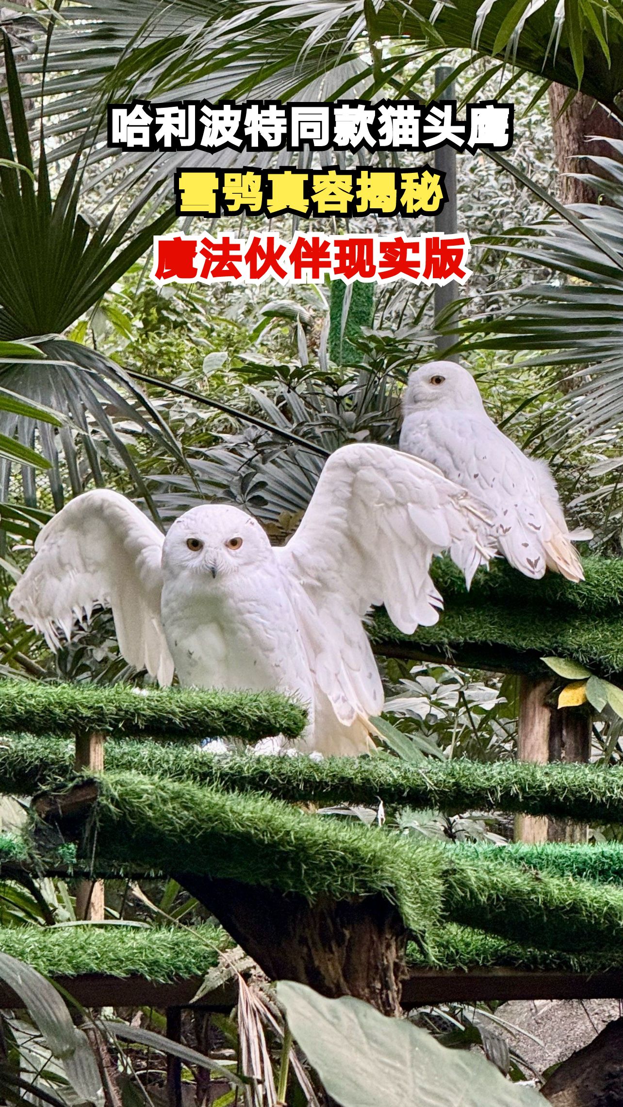 揭秘哈利波特海德薇原型 雪鸮竟有这些神奇本领