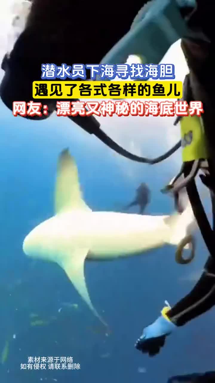 潜水员下海寻海胆,邂逅各式各样的鱼儿