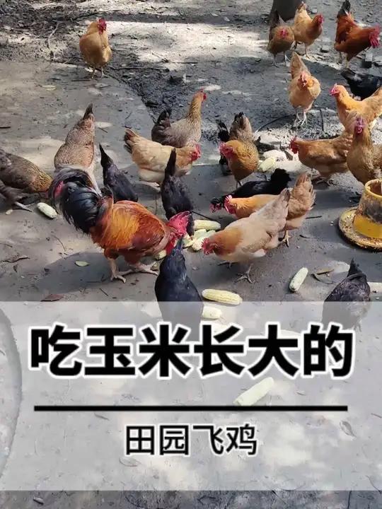 吃玉米长大的田园飞鸡!农村散养土鸡 热点 农家土菜 走地鸡 绿色养殖