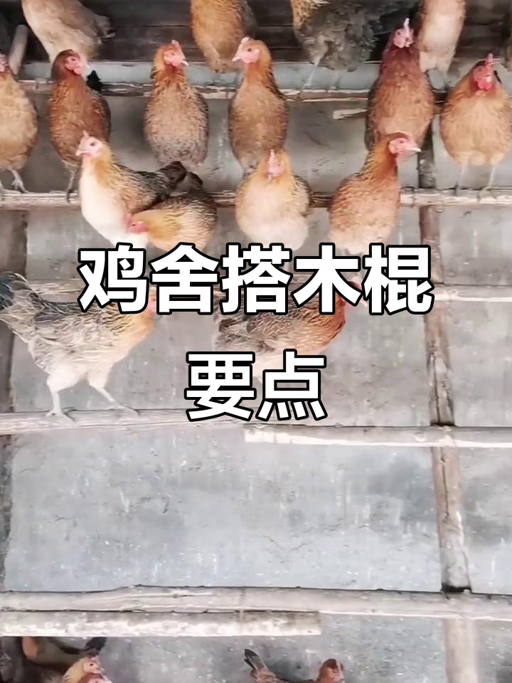鸡舍木棍搭建技巧,让土鸡更舒适