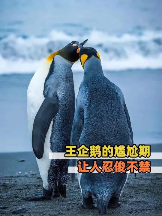 王企鹅的尴尬期让人忍俊不禁