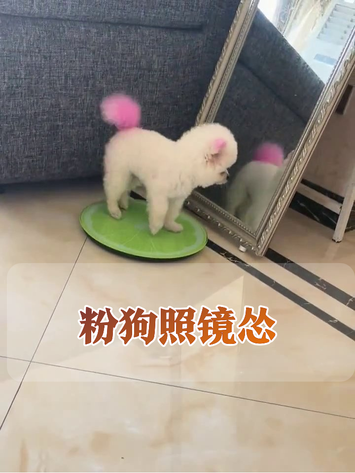 粉毛修勾照镜子以为遇情敌,下秒怂成表情包