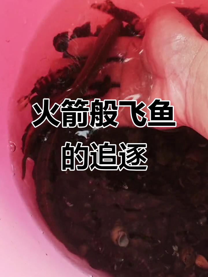 辣追鱼速度惊人,抓捕过程堪比竞赛!