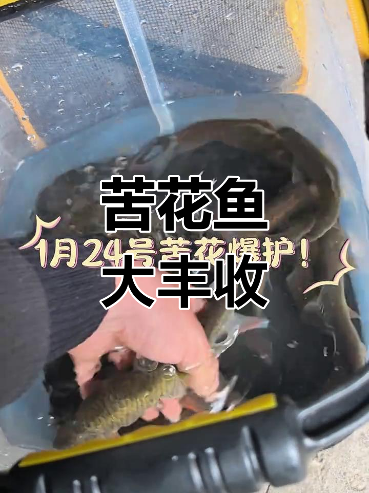 1月24日苦花鱼爆护,巨物上钩让人惊喜连连