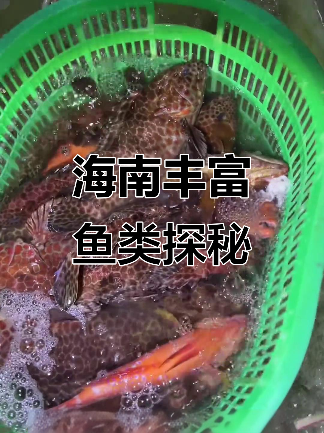 海南海鱼大揭秘:石斑、尼蒙等品种一网打尽