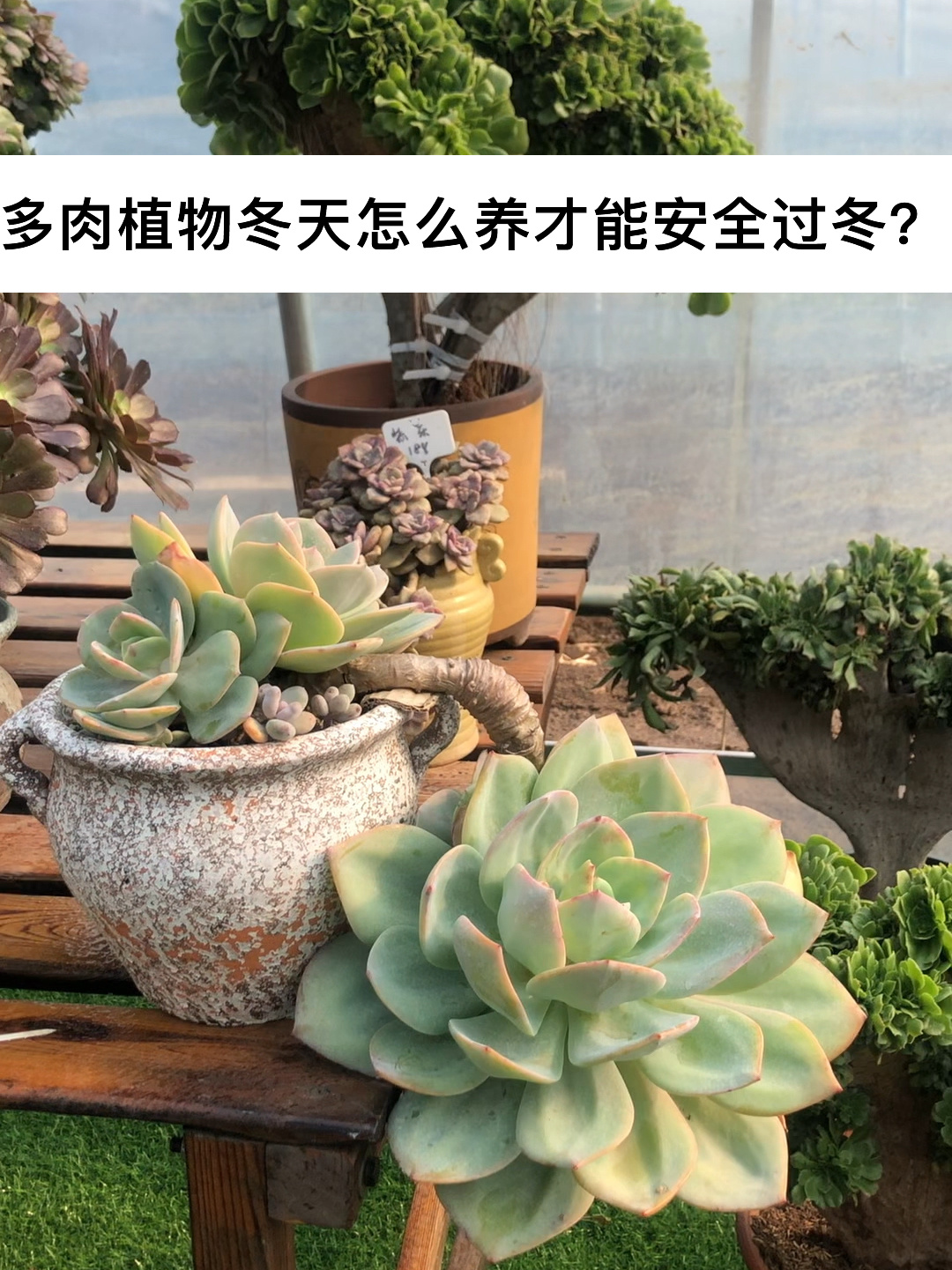 多肉植物冬天怎么养才能安全过冬?