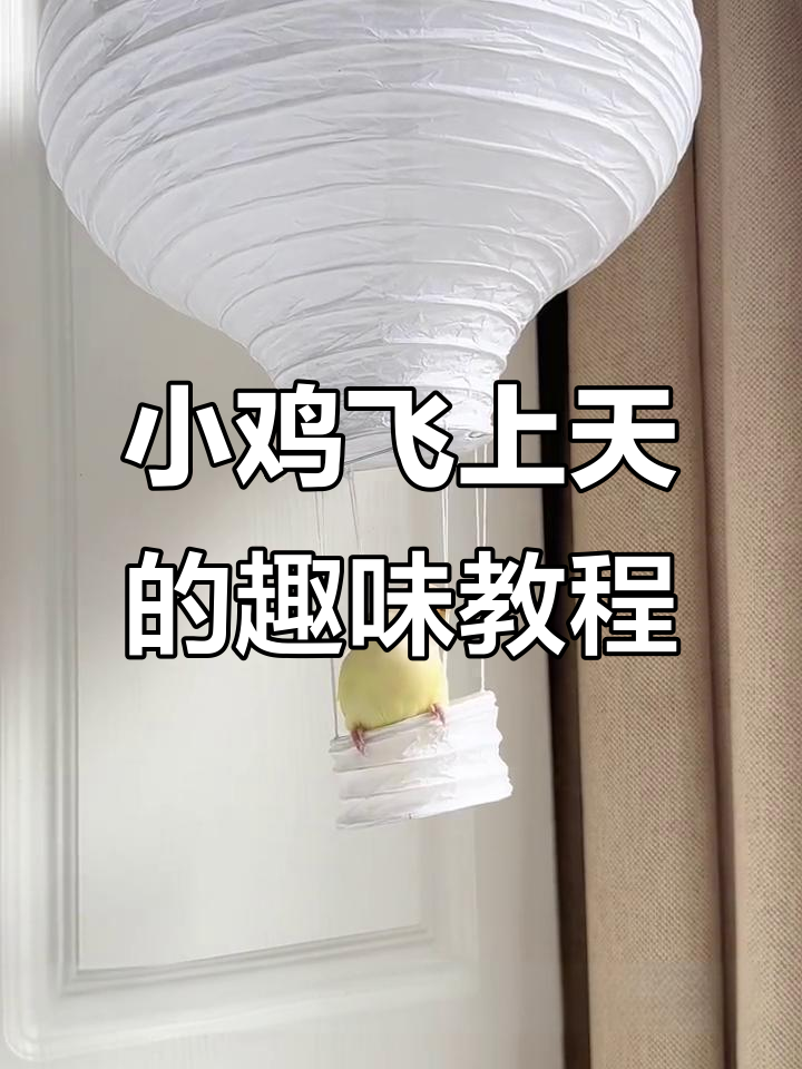 小鸡坐热气球上天,乖乖女明星和臭屁鸡的搞笑日常