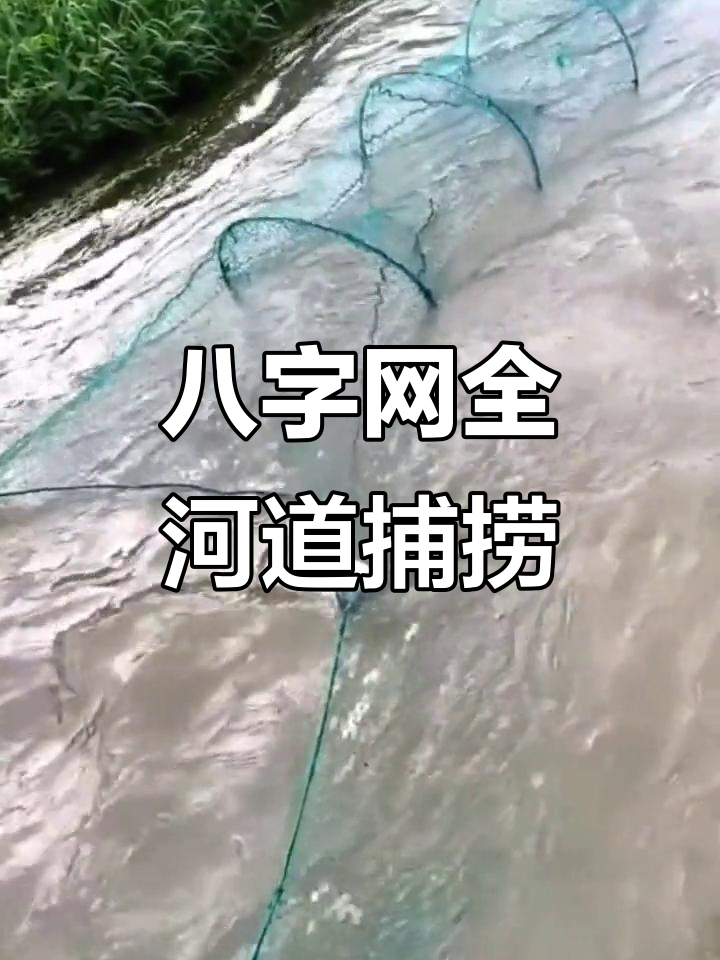八字网拦河捕鱼,一网打尽路过的鱼儿