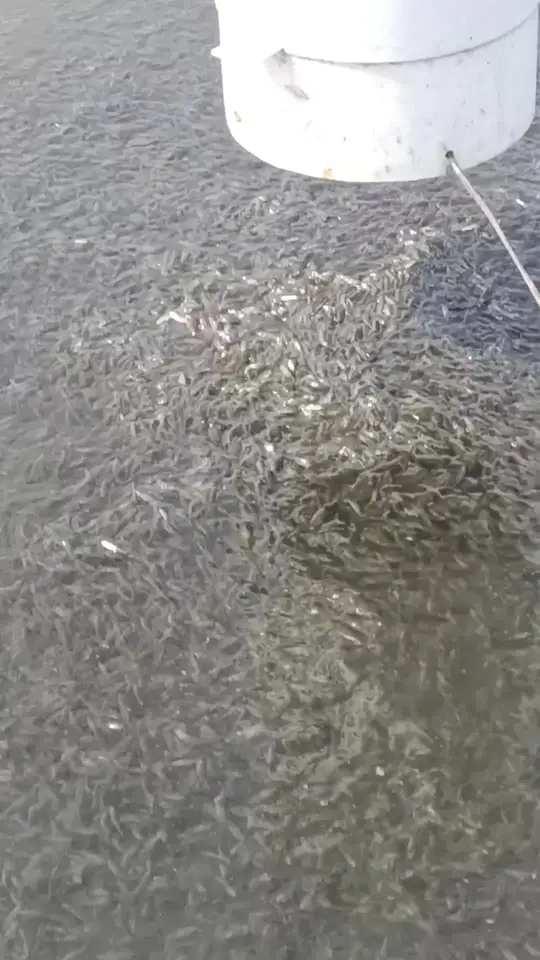 记录我的养鱼日常