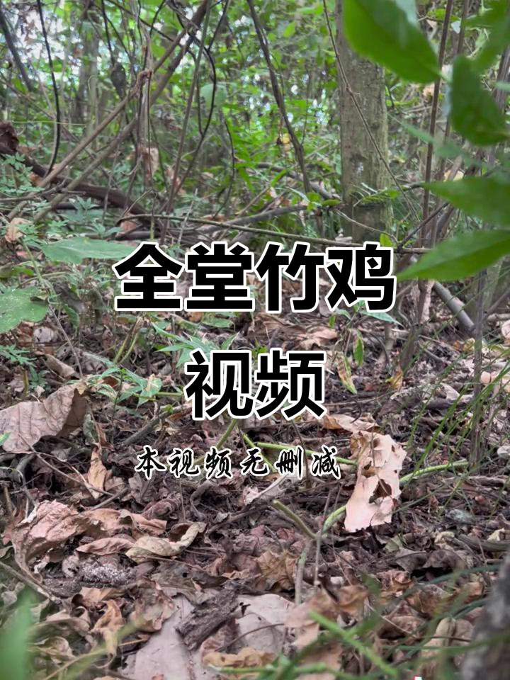 完整版竹鸡视频,喂食互动超有趣